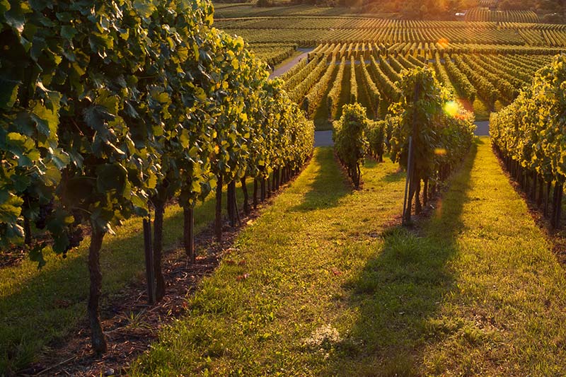 ausgesuchte_weinberge